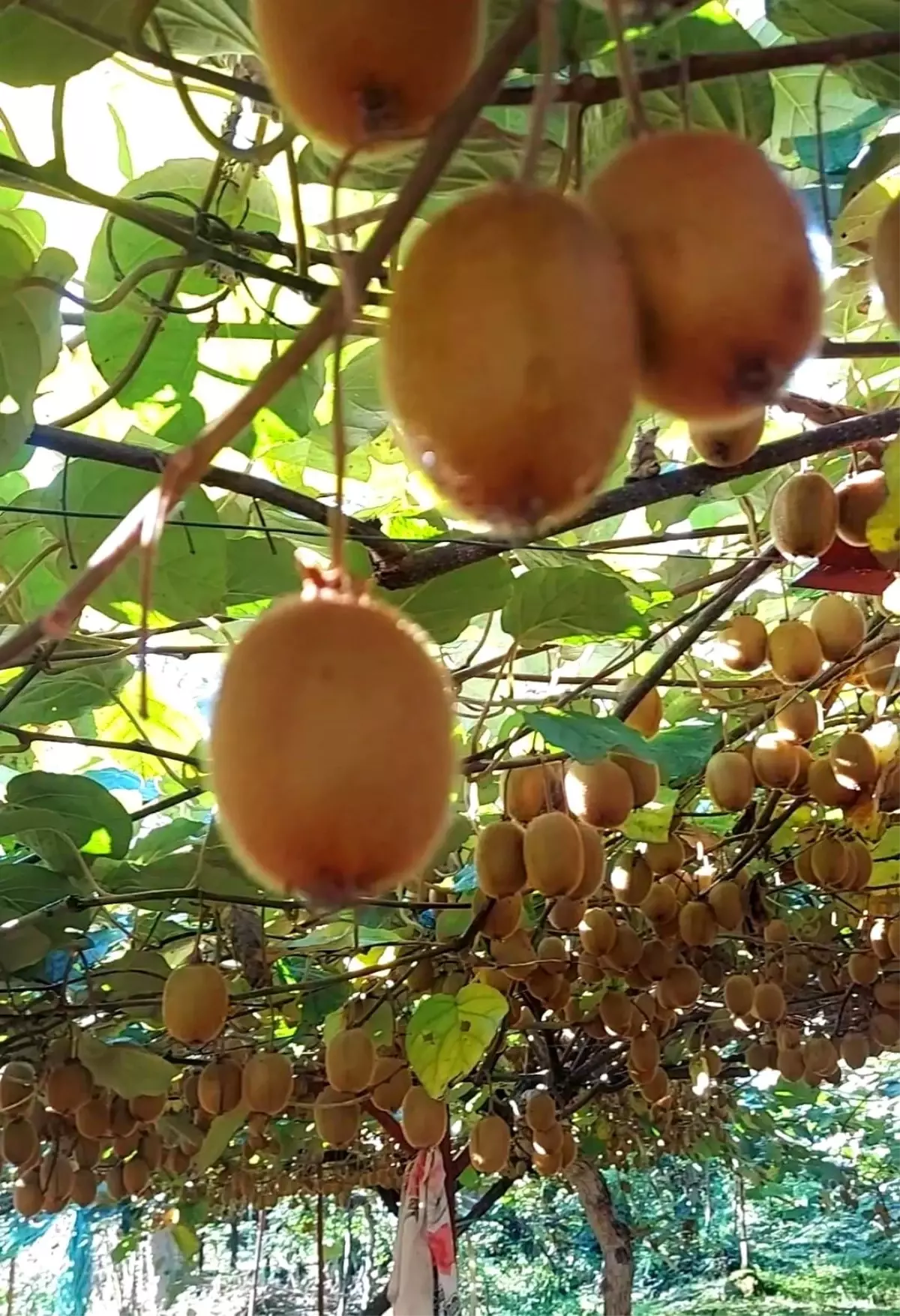 Giresun\'da bu defa fındık değil kivi hasadı hazırlıkları başladı