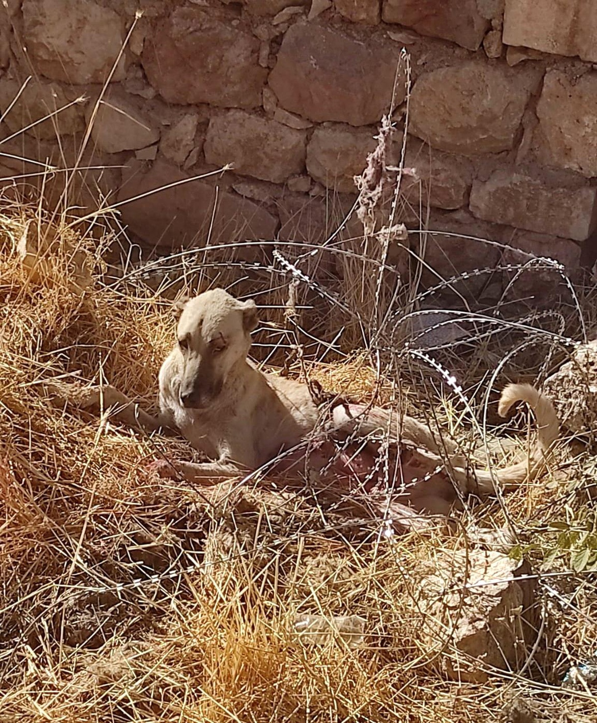 Jiletli tellere takılan köpek kurtarıldı