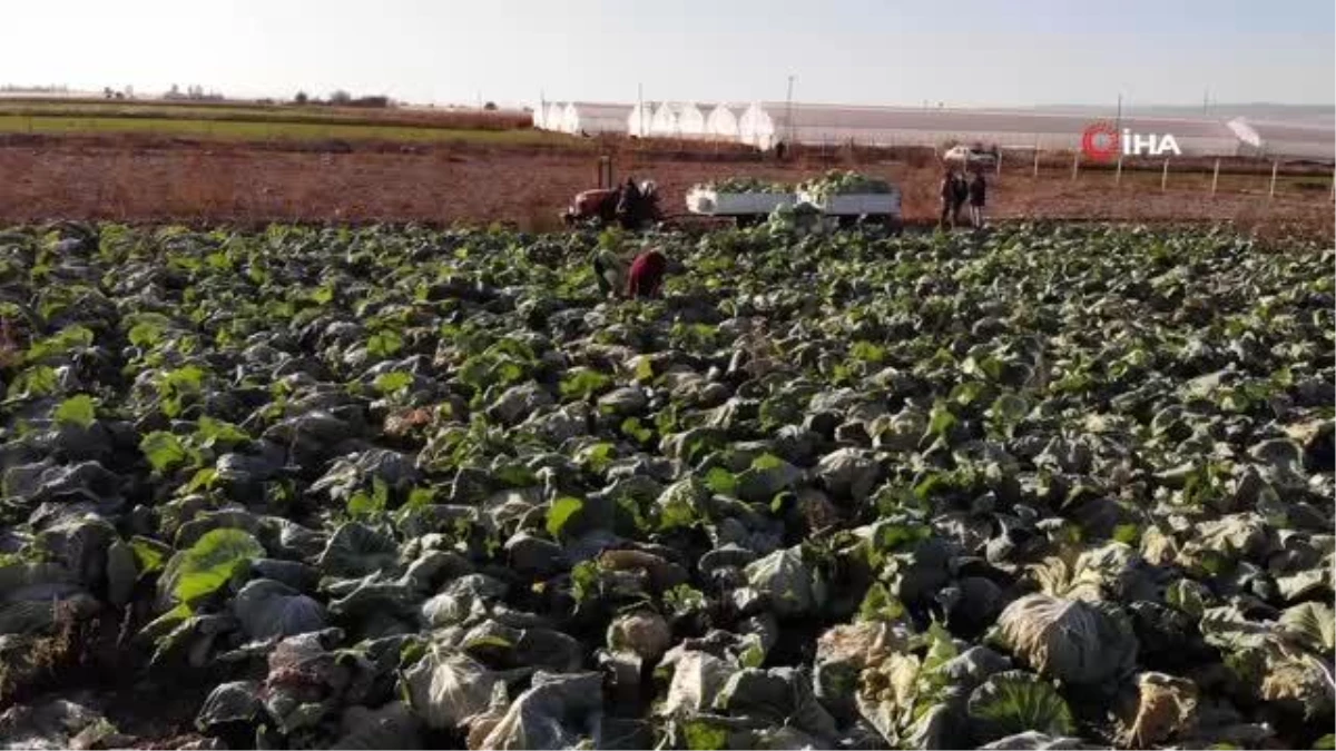 Kışlık lahanaların toprak mesaisi sona erdi