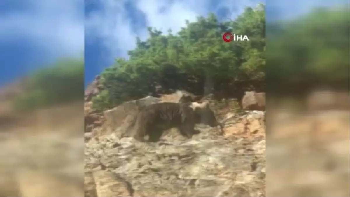 Boz ayının kış uykusu öncesi son gezintisi