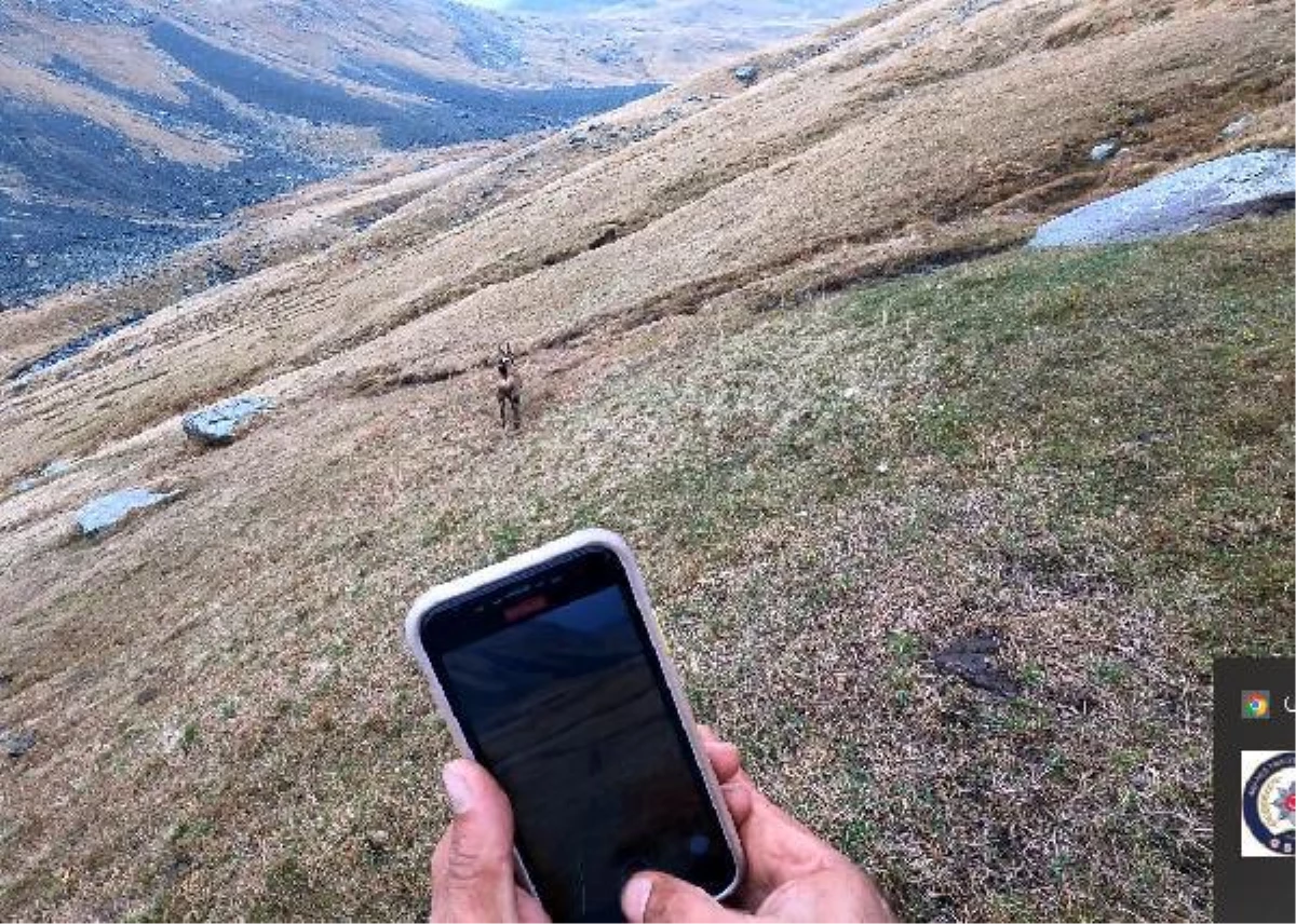 Çengel boynuzlu dağ keçisine GPS\'li koruma