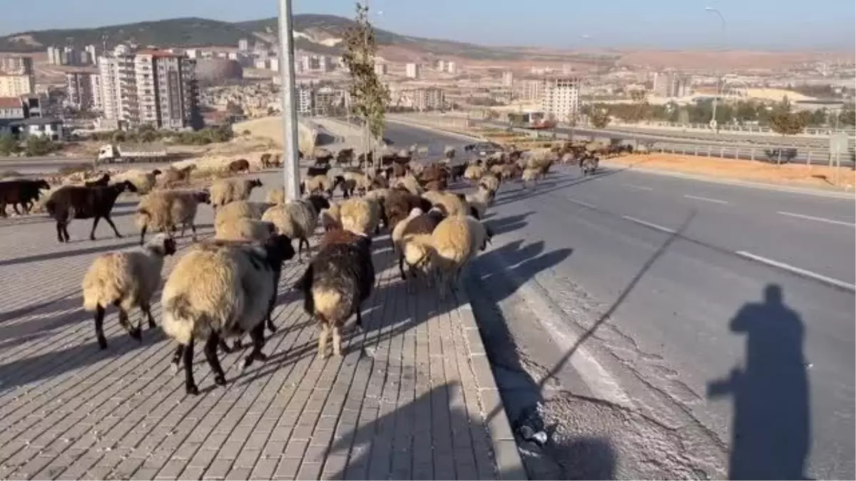 GAZİANTEP - Kara yoluna inen koyun sürüsü, sürücülere zor anlar yaşattı