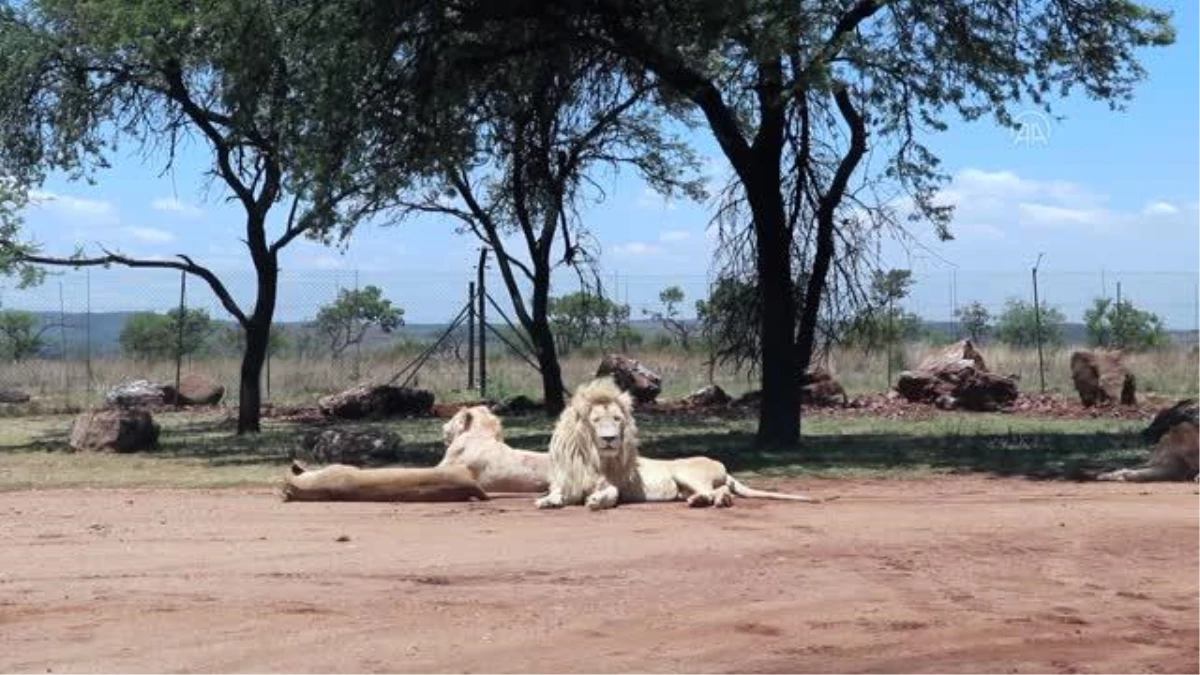 JOHANNESBURG - Vahşi doğadan çelik teller arkasına: Afrika\'nın tutsak aslanları