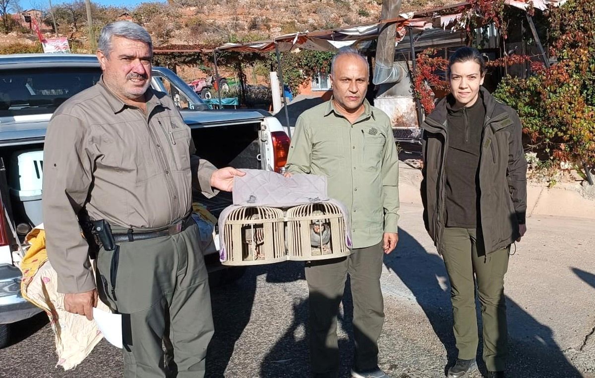 Kafes avcılarına göz açtırılmıyor
