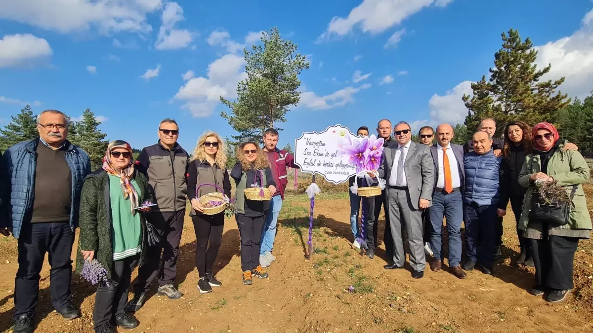 Safranbolu "Tıbbi ve Aromatik Bitkiler Şehri"nde safran hasadı yapıldı