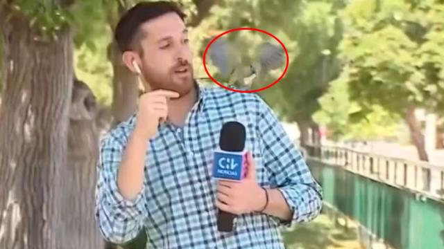 Şili'de papağan, canlı yayın sırasında muhabirin kulaklığını çaldı Şili'de papağan, canlı yayın sırasında muhabirin kulaklığını çaldı