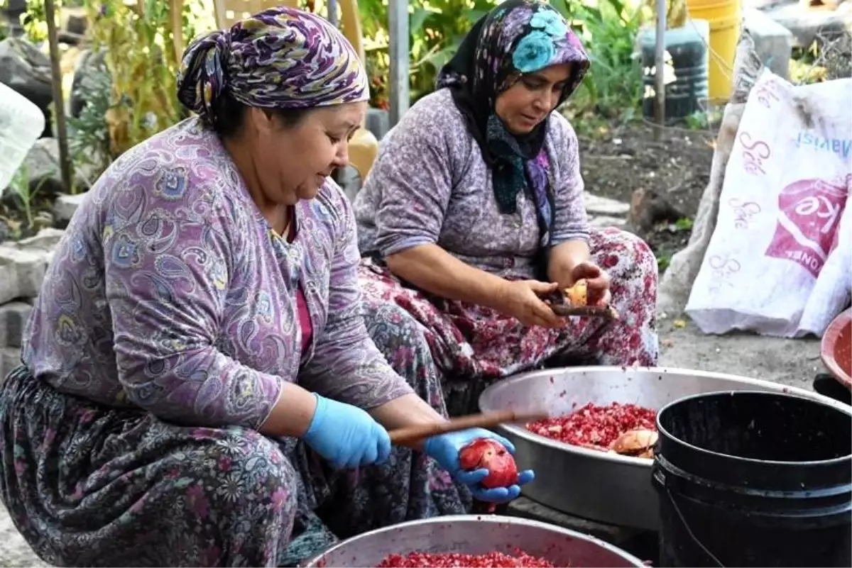 Narıyla meşhur Çıtak köyünde hasat bitti, nar ekşisi yapımı başladı