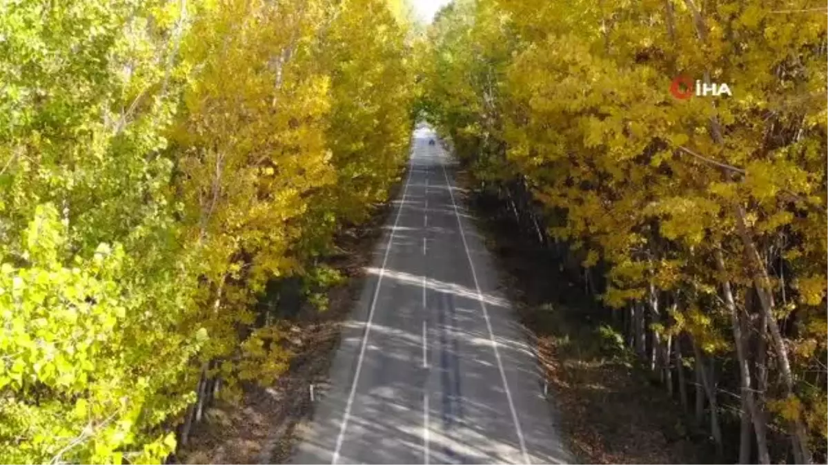 Ağaçların oluşturduğu tünel hayran bırakıyor