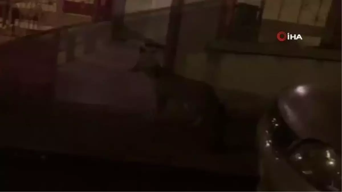 Başkentte aç kalan tilkiler şehre indi