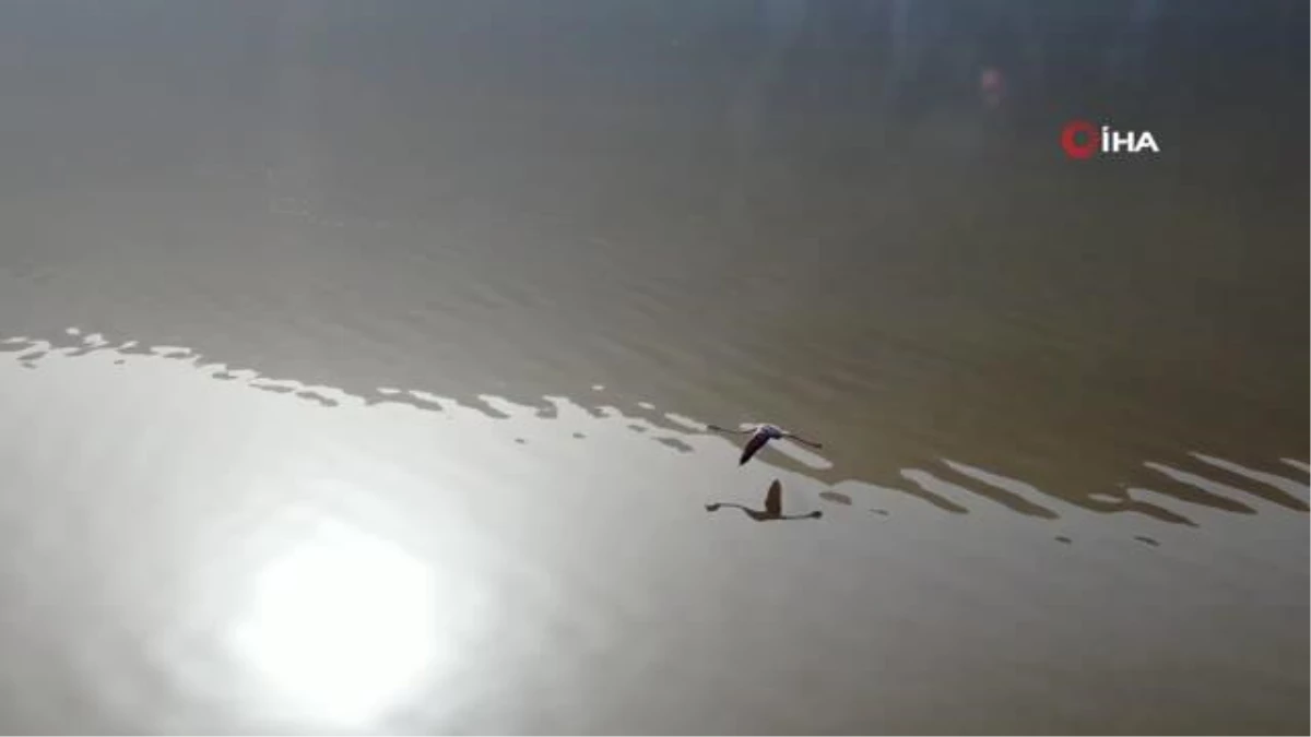 Drone ile görüntülenen flamingolar görsel şölen oluşturdu