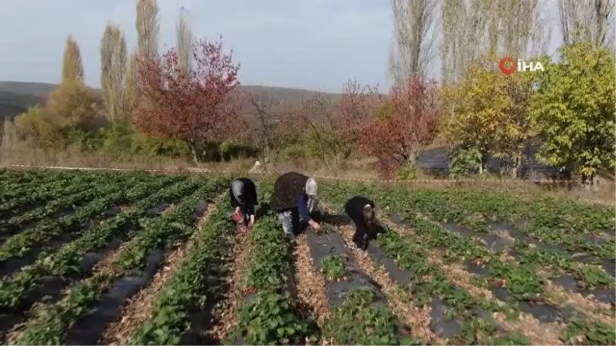 Köylü kadınların hayatı bir fide ile değişti...Köyün tamamı 7 ay çilek üretiyor