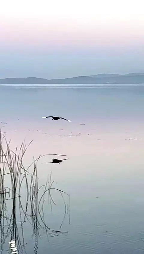 Türkiye'de sadece üçüncü kez ortaya çıkan paha biçilemez kuş, heyecan yarattı: Önce ne olduğunu anlamadık