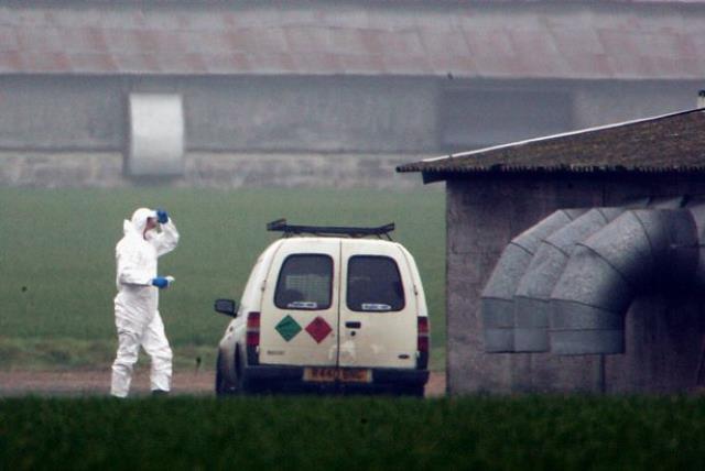 Yamyam tavuklar kümeste dehşet saçtı! Manzarayı gören çiftçiler perperişan halde Yamyam tavuklar kümeste dehşet saçtı! Manzarayı gören çiftçiler perperişan halde