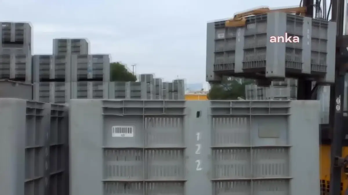 Atık zeytin yaprakları koyun ve keçilere yem oluyor