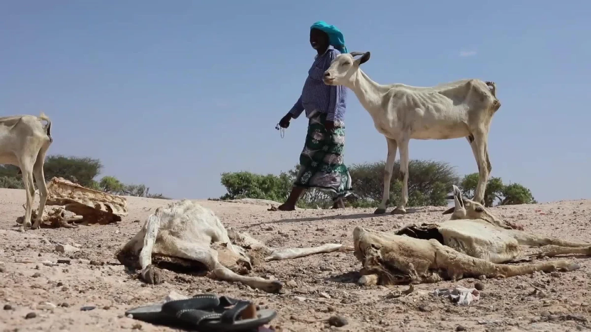 Afrika Boynuzu\'ndaki İklim Sorunları Çiftlik Hayvanlarını Yok Ederken Çok Sayıda İnsan Yer Değiştirmek Zorunda Kalıyor