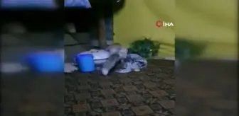 Osmaniye'de aç kalan tilki orman işçilerine sığındı