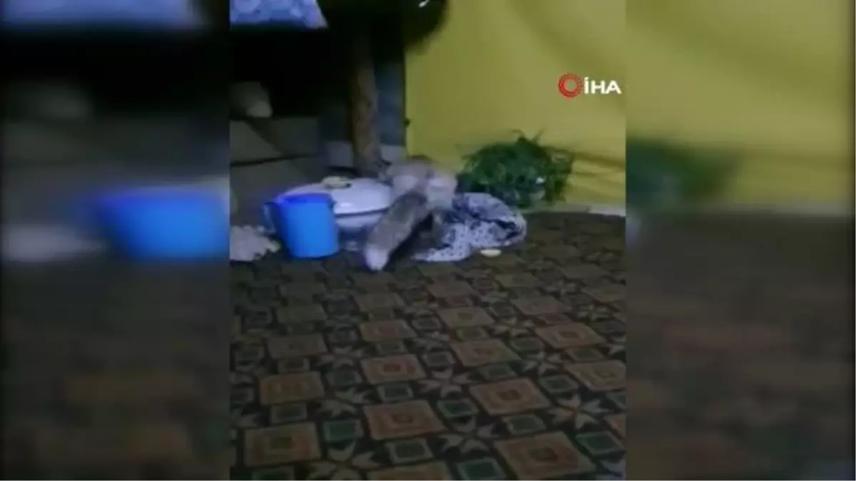 Osmaniye'de aç kalan tilki orman işçilerine sığındı