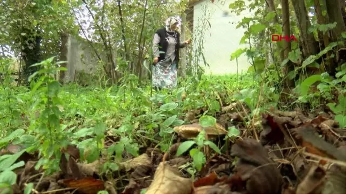 SAMSUN\'DA YILLARDIR ARAZİDEN MANTAR TOPLAYAN KÖYLÜLERDEN UYARI- YENİDEN