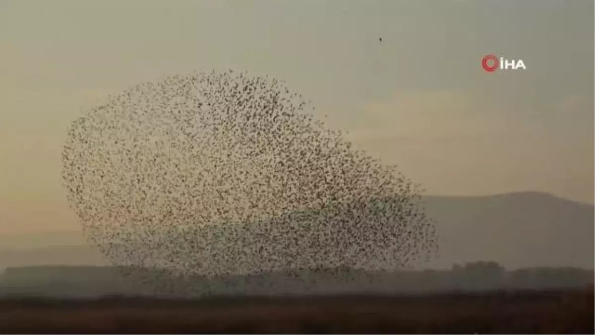 Sığırcık kuşlarının gün batımı dansı hayran bıraktı