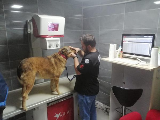 Korkunç olay! Topallayan köpeğin bacağını inceleyen doktorlar, gördükleri karşısında şaşkına döndü Korkunç olay! Topallayan köpeğin bacağını inceleyen doktorlar, gördükleri karşısında şaşkına döndü