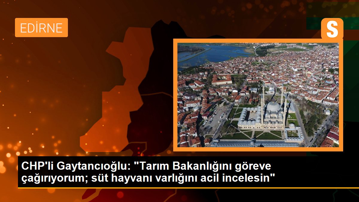 CHP\'li Gaytancıoğlu: "Tarım Bakanlığını göreve çağırıyorum; süt hayvanı varlığını acil incelesin"