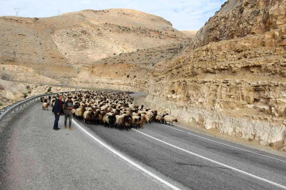 Göçerlerin 60 günlük yayla yolculuğu sürüyor