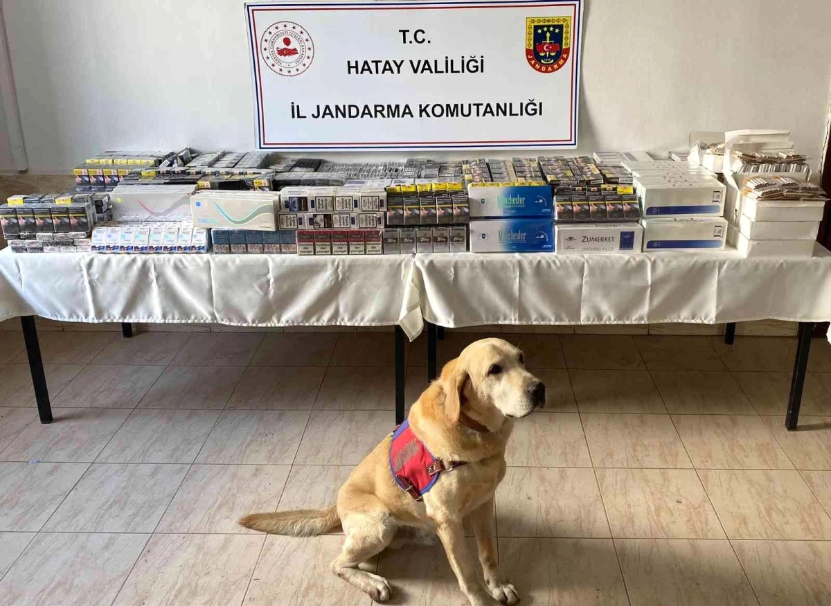 Hatay\'da 11 bin 140 paket kaçak sigara ele geçirildi