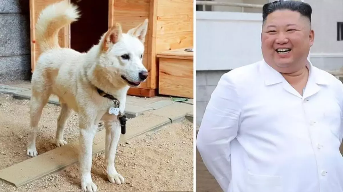 Kim Jong-un\'un hediye ettiği köpekler, Güney Kore\'de tartışma yarattı