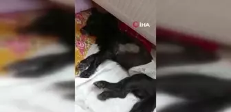 Omurilik felcine ilk umut ışığı: Kuantum Sinyal Tedavisi