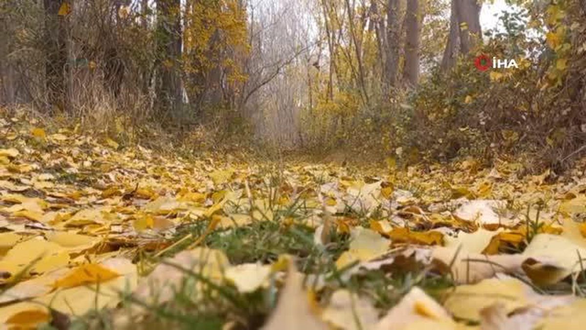 Yozgat'ta sonbaharın sarı rengi mest etti