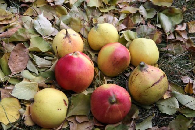 Bir ağaçtan üç farklı lezzeti barındıran meyve elde ediliyor! Yetkililer bile gelip inceledi