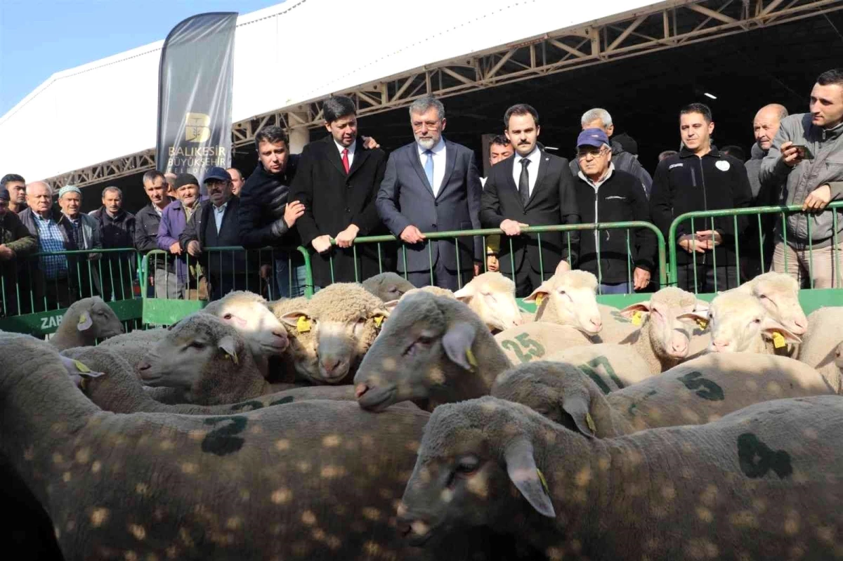 Balıkesir Büyükşehir Belediyesinden Kepsutlu üreticilere hibe koç desteği