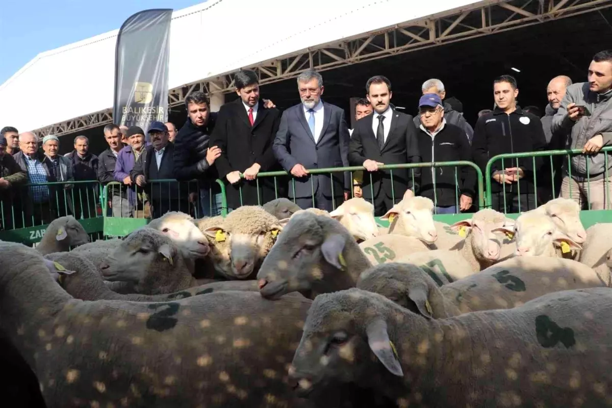 Balıkesir Büyükşehir Belediyesinden Kepsutlu üreticilere hibe koç desteği