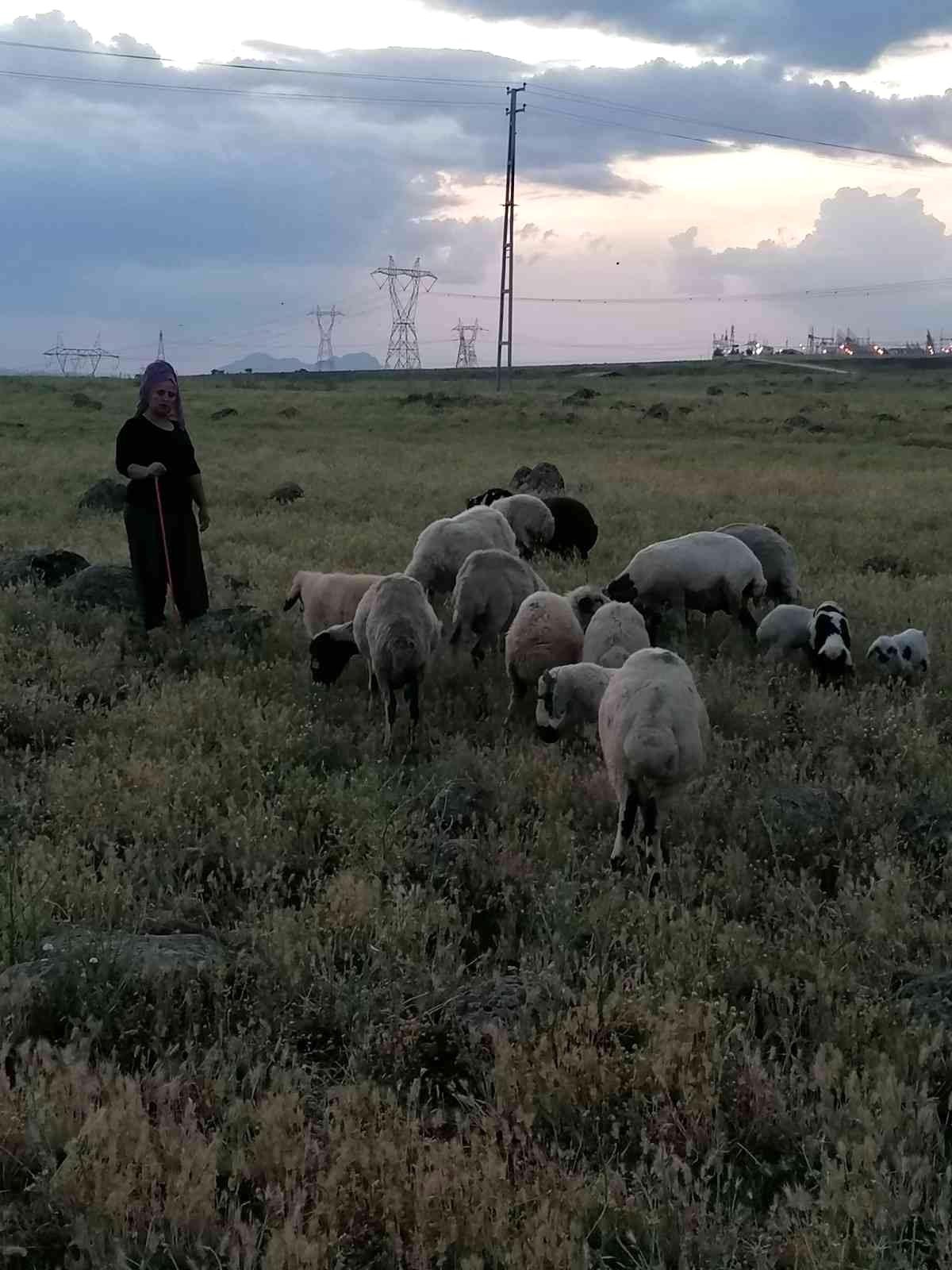Köpeklerin saldırısına uğrayan 3 koyun telef oldu