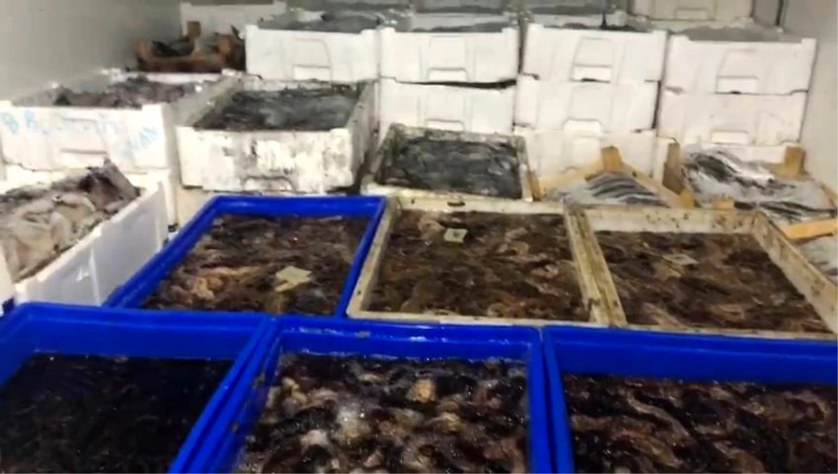 Çanakkale\'de 1 ton deniz patlıcanı ele geçirildi