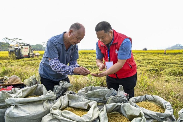 Halkla Birlikte Çalışan Teknisyenler Çin'in Güneyindeki Guangxi'de Kırsal Yeniden Canlanmayı Güçlendiriyor Halkla Birlikte Çalışan Teknisyenler Çin'in Güneyindeki Guangxi'de Kırsal Yeniden Canlanmayı Güçlendiriyor