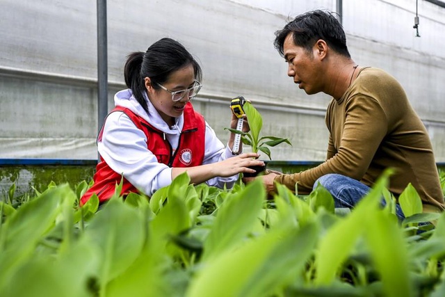 Halkla Birlikte Çalışan Teknisyenler Çin'in Güneyindeki Guangxi'de Kırsal Yeniden Canlanmayı Güçlendiriyor Halkla Birlikte Çalışan Teknisyenler Çin'in Güneyindeki Guangxi'de Kırsal Yeniden Canlanmayı Güçlendiriyor