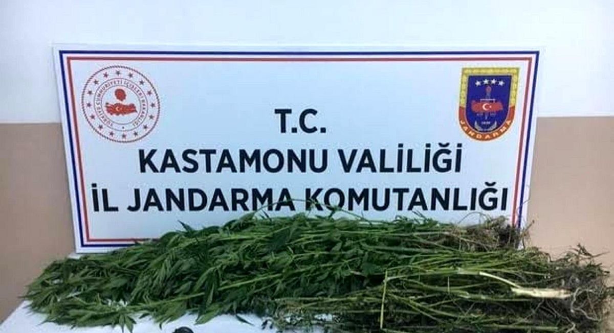 Kastamonu\'da kenevir yetiştiren şahıslara operasyon: 3 gözaltı