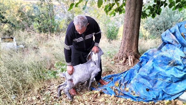 Vahşi hayvanların saldırdığı ahırda 11 küçükbaş hayvan telef oldu Vahşi hayvanların saldırdığı ahırda 11 küçükbaş hayvan telef oldu