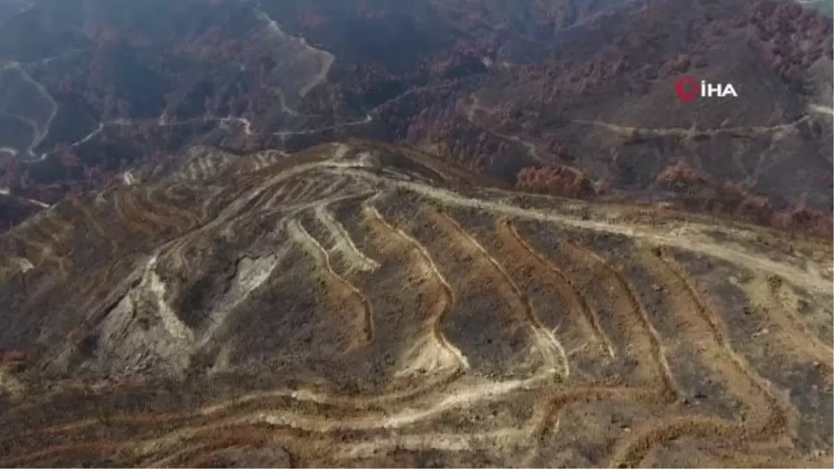 Hatay\'da yanan ormanlık alanlar yeşilleniyor