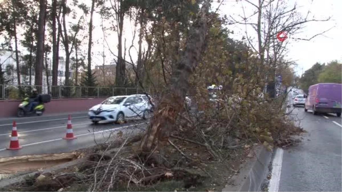 Sarıyer\'de lüks araç ağaca çarptı: 3 yaralı