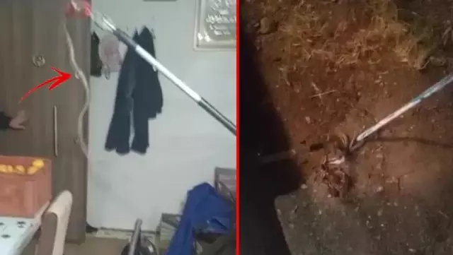 Yer: Elazığ! Eve giren 1 metrelik yılan paniğe neden oldu