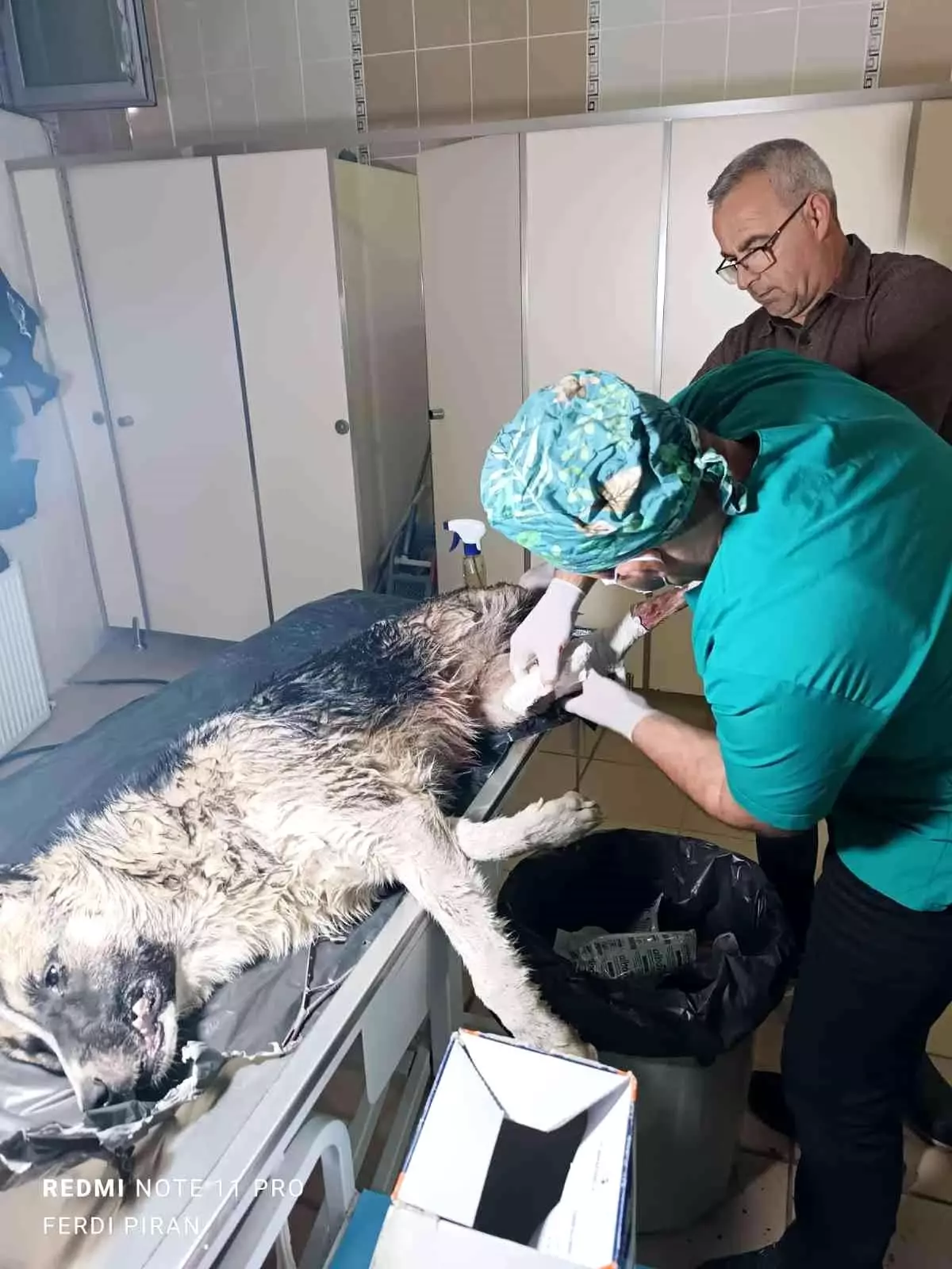 Aracın çarptığı köpek tedavi altına alındı