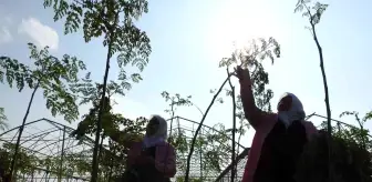 Cumhurbaşkanı'nın bahsettiği 'moringa' böyle üretiliyor