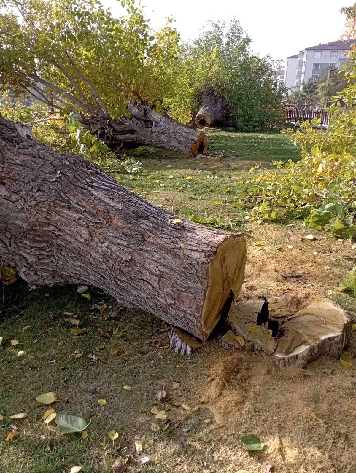 Elazığ\'da asırlık 24 dut ağacı kesildi