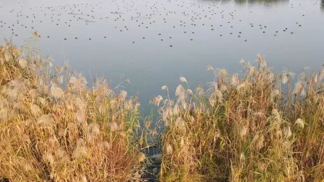 Hefei, Uluslararası Sulak Alan Kenti Olarak Akredite Edildi