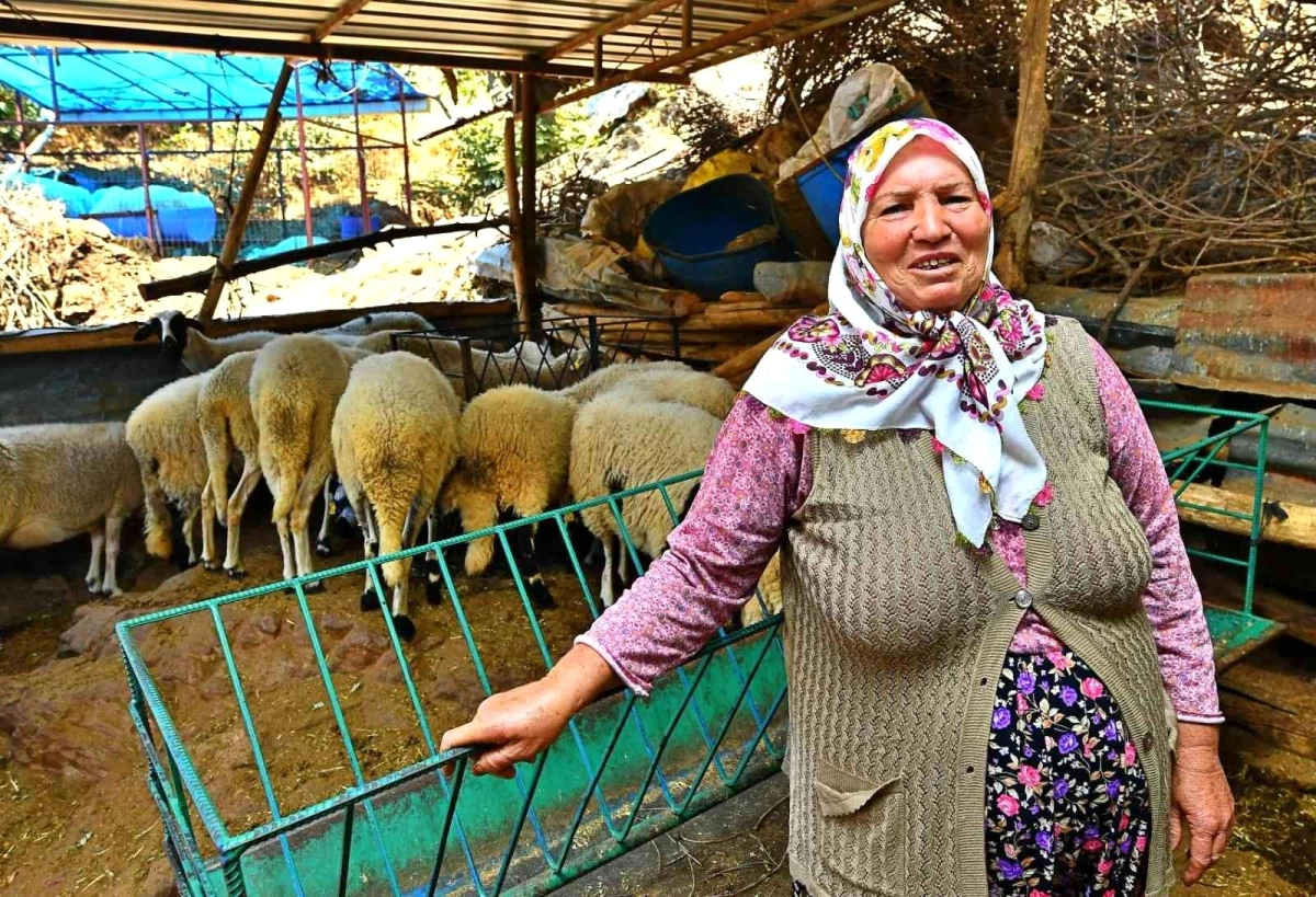 İzmir Büyükşehir Belediyesi\'nin verdiği 3 koyundan 48 koyuna