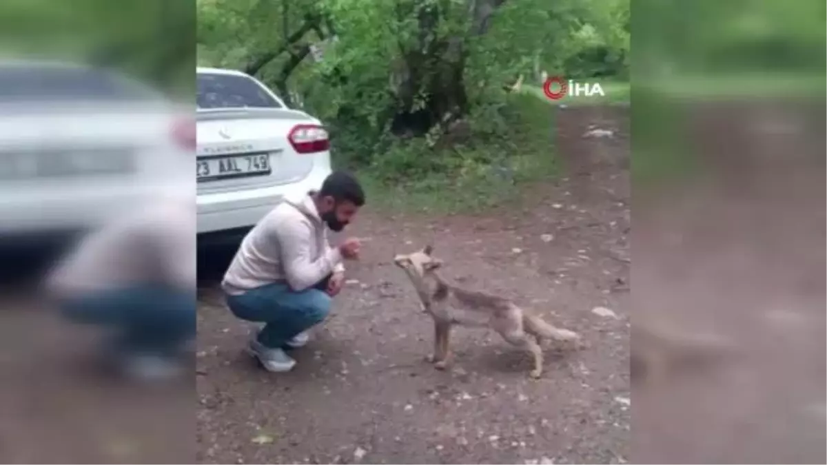 (TUNCELİ)Tilkiyi eliyle böyle besledi