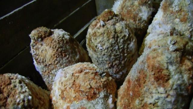 7 ay mağarada bekleyip lezzetleniyorlar! İşte Niğde'nin en özel peynirleri