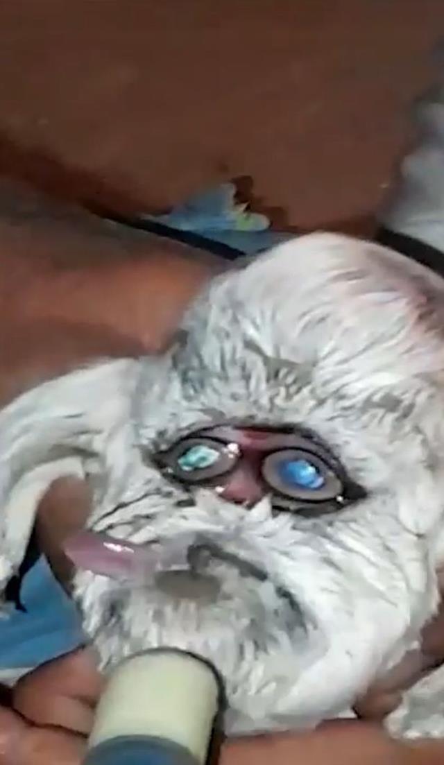 Ahırın kapısını açıp yeni dünyaya gelen keçiyi gören çiftçi küçük dilini yuttu Ahırın kapısını açıp yeni dünyaya gelen keçiyi gören çiftçi küçük dilini yuttu